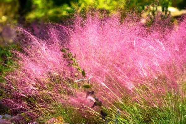 Pink Muhly Grass Hintergrund. Naturlandschaft. Stockfoto