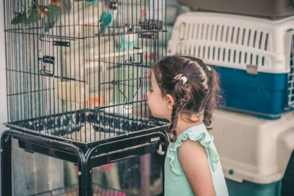 Piccolo bambino carino dall'aspetto colorato pappagallo sulla gabbia. — Foto Stock