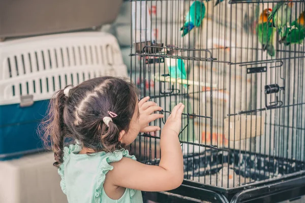 Pequeño lindo niño buscando colorido loro en jaula . — Foto de Stock