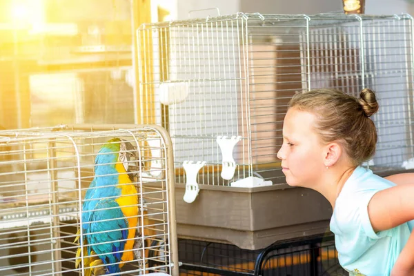 Giovane giovanissima ragazza looking variopinto pappagallo su gabbia. — Foto Stock