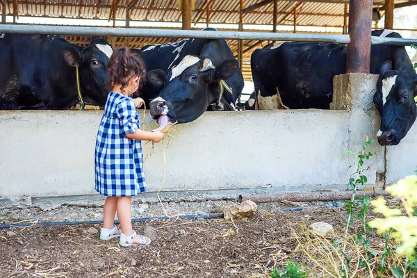 Happy little girl feeding cows. Child on farm at summer day.