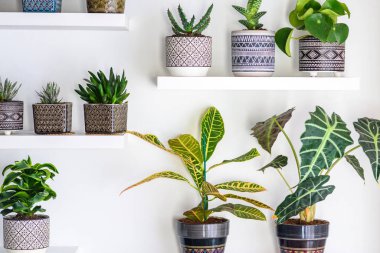 Bahçe odası. Geometrik süslemeli Art Deco tarzı saksılarda sulu bitkiler. Ev Bahçıvanlığı.