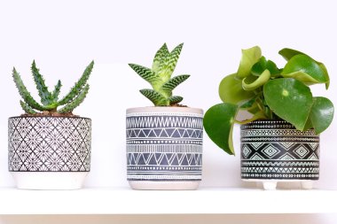 Geometrik süslemeli Art Deco tarzı saksılarda tropikal sulu bitkiler. Ev Bahçıvanlığı.