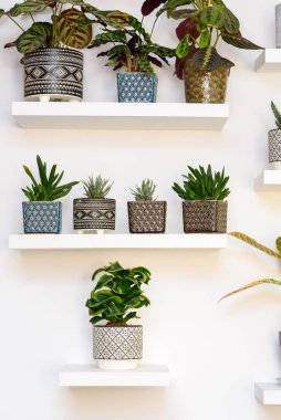 Bahçe odası. Geometrik süslemeli Art Deco tarzı saksılarda sulu bitkiler. Ev Bahçıvanlığı.