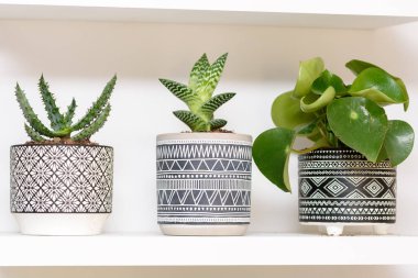 Geometrik süslemeli Art Deco tarzı saksılarda tropikal sulu bitkiler. Ev Bahçıvanlığı.