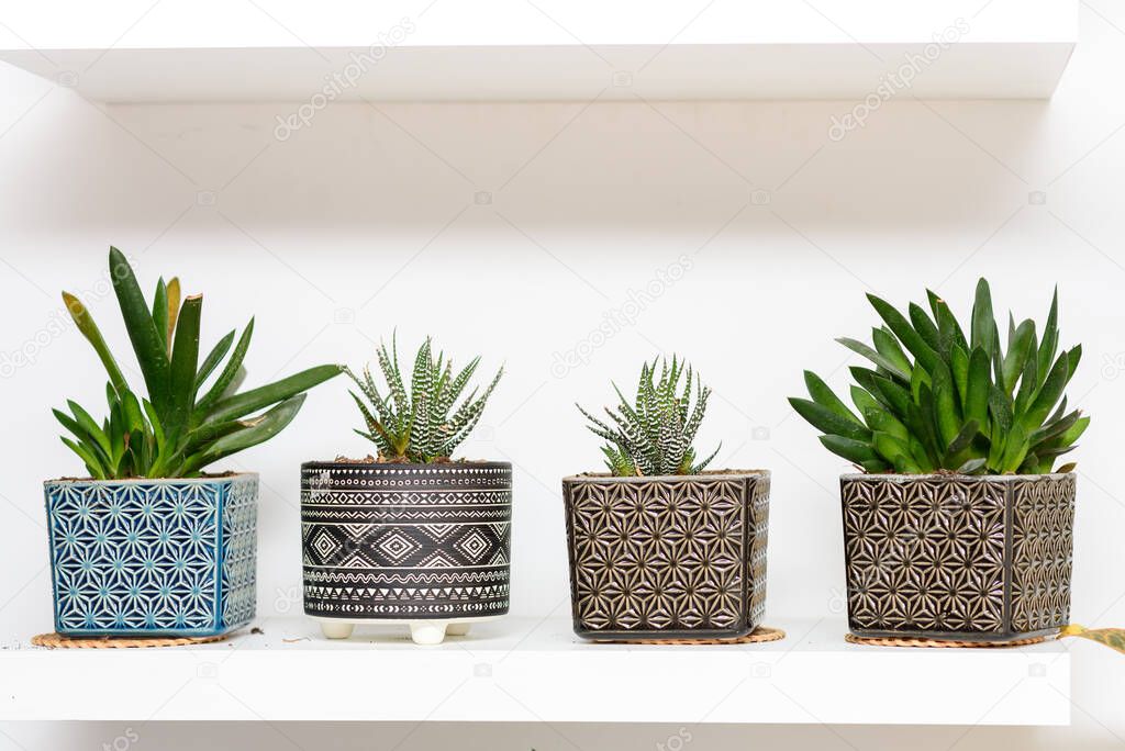 Decorative Tropical Succulent Plants In Geometric Ornamented Art Deco Style Flower Pots. Home Gardening.