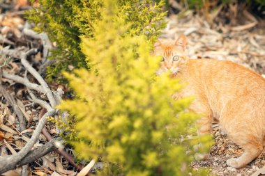 Şefkatli kırmızı bebek sürpriz kedi ağacın yanında, açık havada.