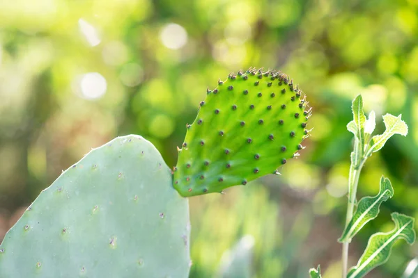 Gros Plan Nouvelle Feuille Opuntia Ficus Indica Cactus Nouveau Concept — Photo