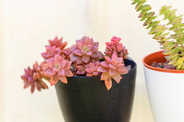 花盆中的仙人掌和仙人掌肉质植物 设计花园 复制空格页文本 — 图库照片