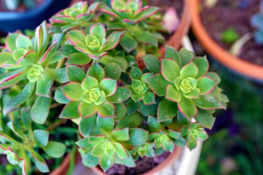 Aeonium Kiwi sulu bitkiler güzel bahçedeki saksıda. Tasarım bahçesi, çiçekçi. Üst görünüm.