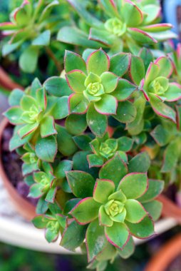 Aeonium Kiwi sulu bitkiler güzel bahçedeki saksıda. Tasarım bahçesi, çiçekçi. Yukarıdan bak..