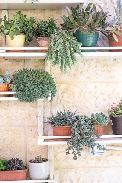 Potted cactus house plants on white shelf against white wall. DIY recycled shelves for flower pots.