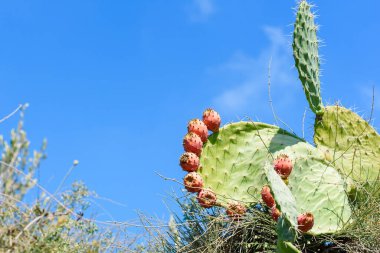 Kapalı kaktüs bitkileri veya Opuntia kaktüsü mavi gökyüzünde dikenli armut ve kaktüs çiftliğinde beyaz bulutlar..