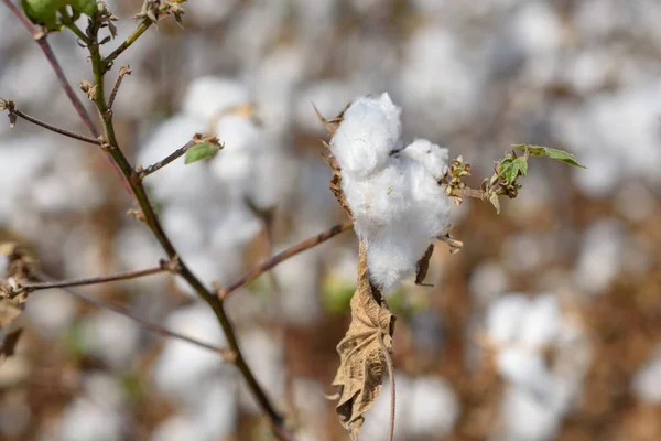 Cotton crop landscape with copy space area.