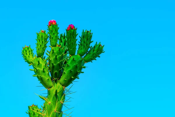 Belle Fleur Cactus Sauvage Fleurs Désert Fleurs Tiges Épines Cactus — Photo