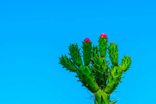 Belle Fleur Cactus Sauvage Fleurs Désert Fleurs Tiges Épines Cactus — Photo