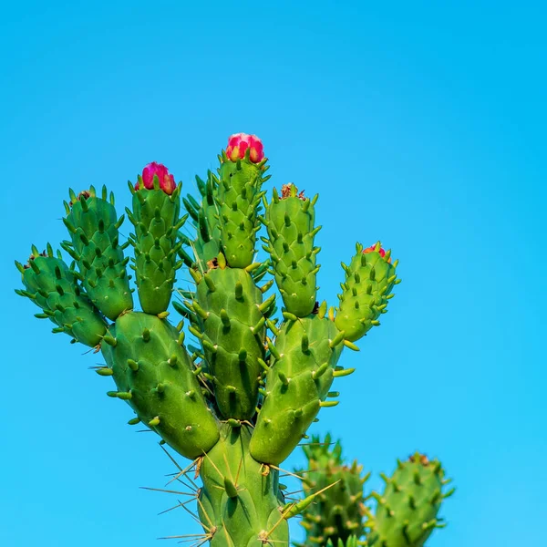 Belle Fleur Cactus Sauvage Fleurs Désert Fleurs Tiges Épines Cactus — Photo