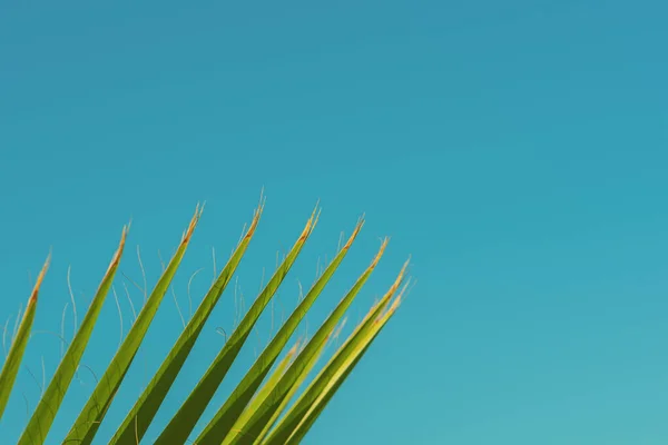 Palm Tree Leaf Sunlight Beautiful Sky Landscape Travel Tourism Vacation — Stock Photo, Image