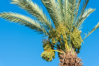 Mavi gökyüzüne karşı yeşil palmiye ağacı ve taze yeşil meyveler. Yahudiler, Rosh Hashanah 'ın Tatlı Yıl Buluşmalarında Yeni Meyveler Yiyor.
