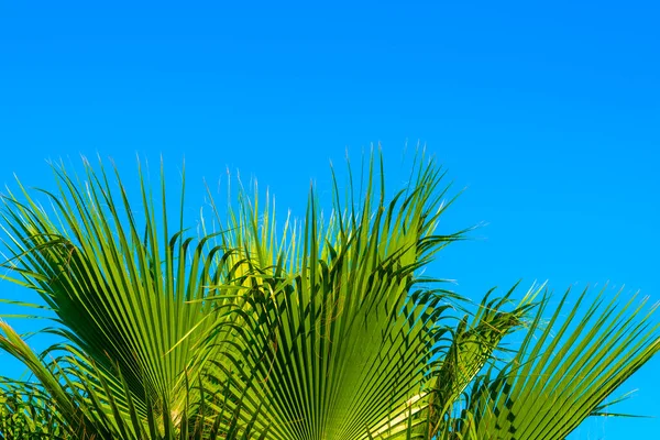 Mavi gökyüzüne karşı yeşil palmiye ağacı, berrak yaz gökyüzü.