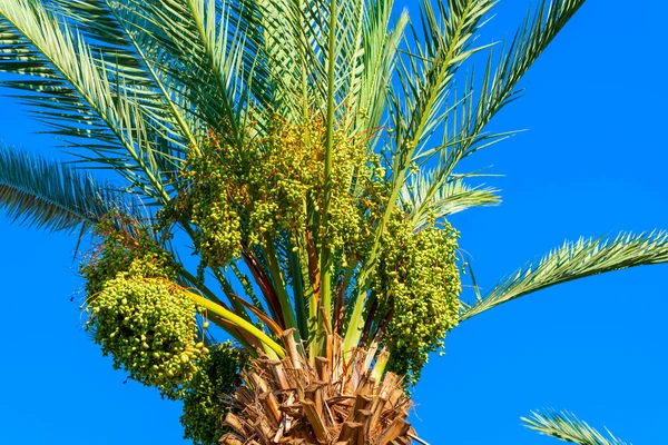 Green palm tree against blue sky and dates new green fruit. Jews Eat New Fruits on Rosh Hashanah Dates for a Sweet Year.