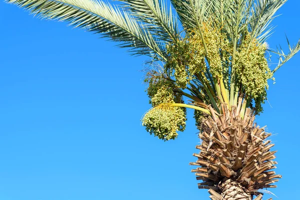 Hurma ağacının tomurcuğundan sarkan salkımlar. Yahudiler, Rosh Hashanah tarihlerinde tatlı bir yıl için yeni meyveler yerler. Sukkot bayramında palmiye dalları süs olarak kullanılır..