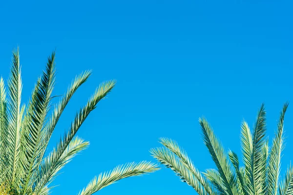 Mavi gökyüzüne karşı yeşil palmiye ağacı, berrak yaz gökyüzü.