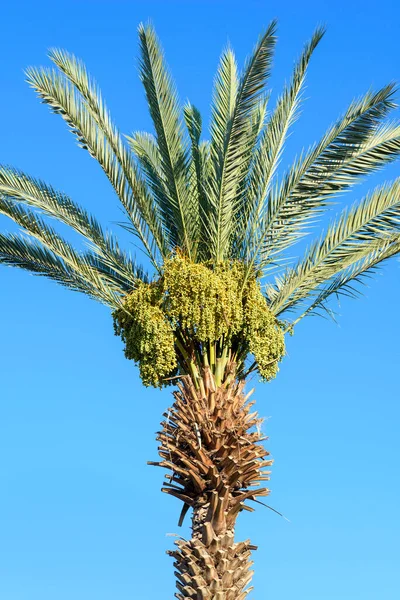 A cluster of dates on the date palm tree against blue sky. Jews eat new fruits on Rosh Hashanah dates for a sweet year. Palm branches are used as ornamentation in the Feast of the Sukkot.