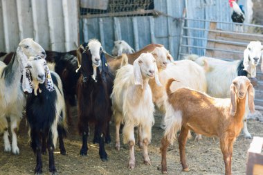 Hayvan ağılında bir sürü keçi var. Kameraya bakmak için meraklı keçi sürüsü.