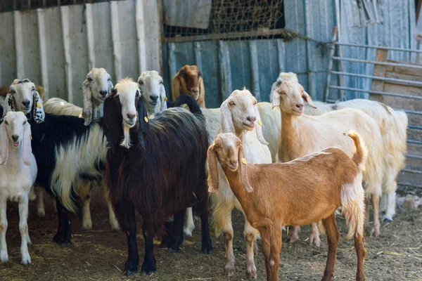 Many goats in animal pen. Curious goat herd to look at the camera.