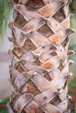 Soyut Ağaç Ayrıntıları Arkaplanı.