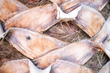 Soyut Ağaç Ayrıntıları Arkaplanı.