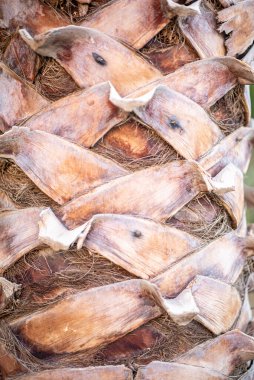 Soyut Ağaç Ayrıntıları Arkaplanı.