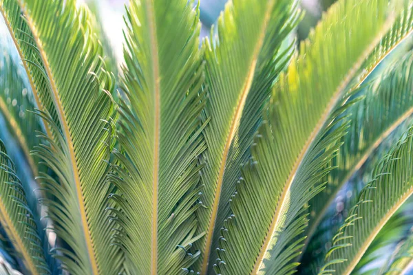 Soyut Ağaç Ayrıntıları Arkaplanı.