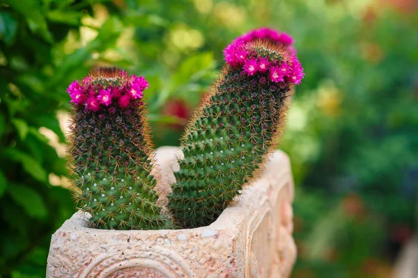 Gros plan plante de cactus en fleurs sur un fond de jardin flou. — Photo