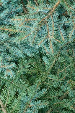 Noel ağacı şenliği arka planı. Firavun ağacı dalları.