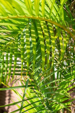 Palm Frond Aydınlık ve Gölgeyi Özetliyor.