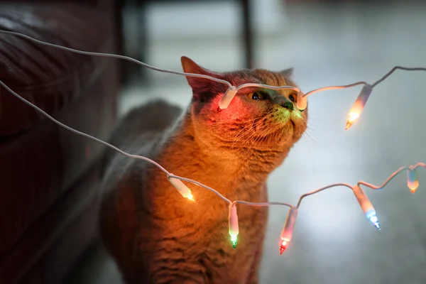 Home cat with Christmas decorations close-up. The concept of New Year and Christmas holidays. — Stock Photo, Image