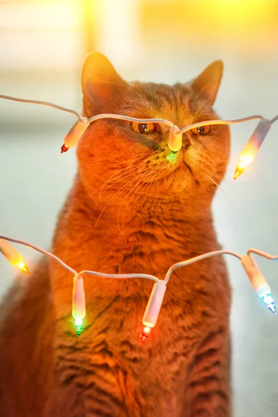 Karácsonyi kép, kíváncsi brit macska szaga világítás koszorú. Karácsonyi dekorációk és aranyos kisállat. — Stock Fotó