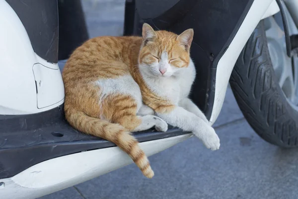 Gri kedi dışarıda scooter ile uyuyor