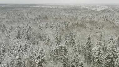 Havadan görünüm. Kış ormanı. Ladin, çam. Drone. 4k. dondurulmuş karlı köknar ve çam ağaçları üzerinden Fly