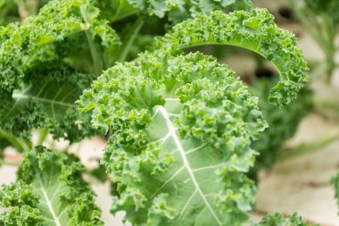 Aquaponic çiftliği organik Kale üretiyor, çiftliğin içinde taze yeşil lahana yakın çekim.