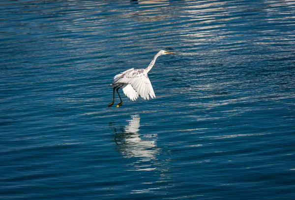 White Reef Heron Voando Captura Peixes Água Lago Omã — Fotografia de Stock