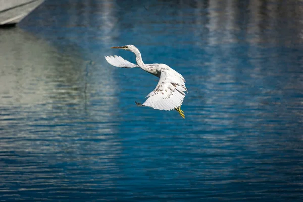 Weißriffreiher Fliegt Und Fängt Fische Aus Dem Seewasser Des Oman — Stockfoto