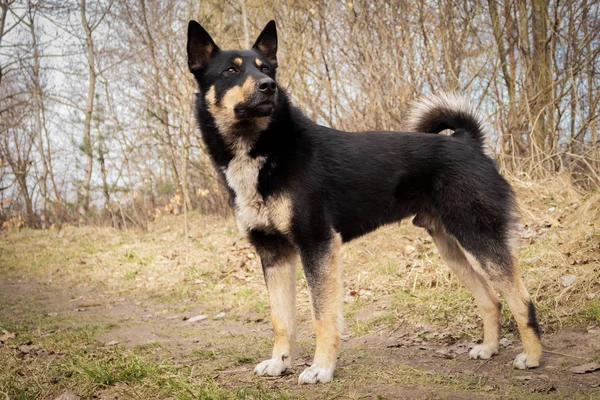 公園を散歩する犬 犬は遠くから見る — ストック写真