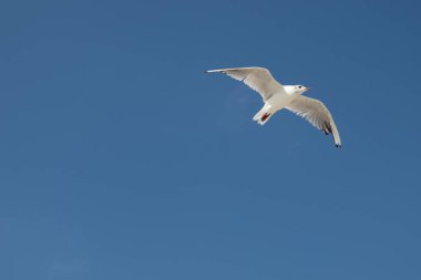 Mavi gökyüzünde uçan beyaz bir martı.