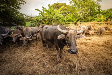 Çiftlikte Tay buffalo Grubu, Tayland