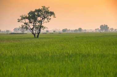 Günbatımı gökyüzü arka plan Tayland ile yeşil mısır tarlasında Ağaç.