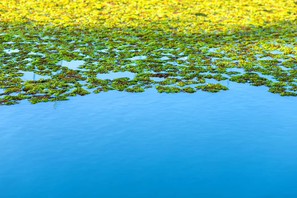 Φυσικό πράσινο Αζόλα φόντο, κουνουπιέρες, υδρόβια ζυμωμένα — Φωτογραφία Αρχείου