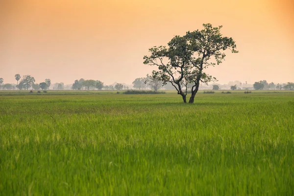 Árbol en el campo de maíz verde con fondo de cielo al atardecer Tailandia . — Foto de Stock